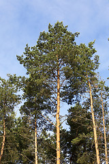 Image showing photographed the tops of pines