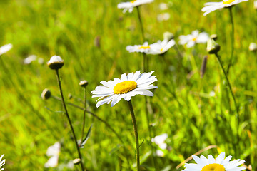Image showing white daisy flowers, close up