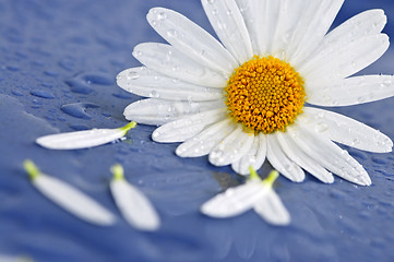 Image showing Daisy flowers with water drops