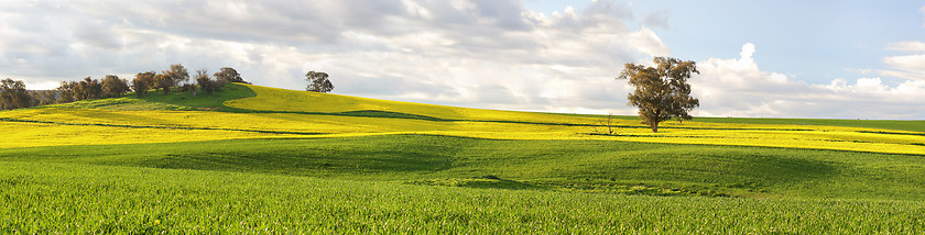 Image showing Agricultural fields of canola and pastures in springtime