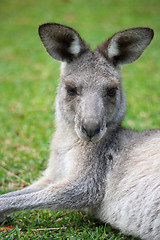 Image showing Eastern Grey Kangaroo