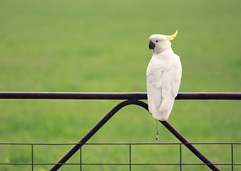 Image showing Australian Cockatoo