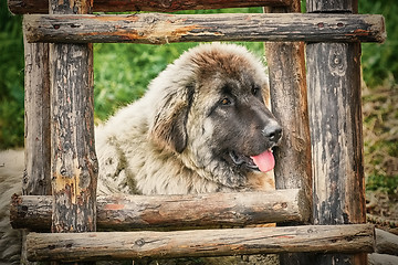 Image showing Dog near the Ladder