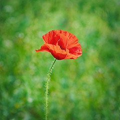 Image showing Red Poppy Flower