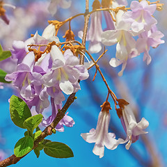 Image showing Paulownia Fortunei Flowers