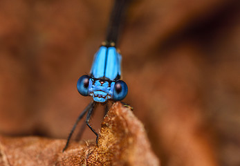 Image showing Damselfly