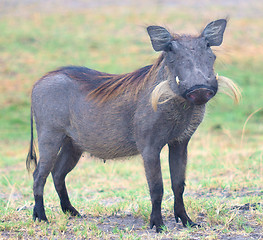 Image showing warthog