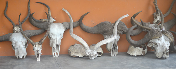 Image showing animal skulls