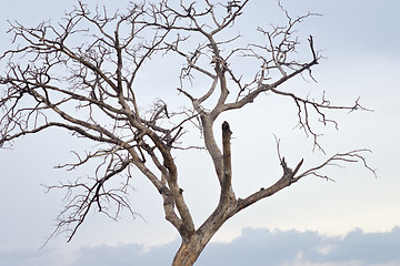 Image showing dry tree