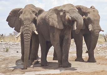 Image showing elephants in Africa