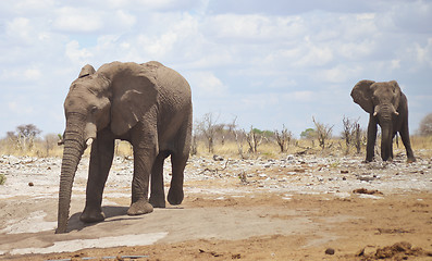 Image showing elephants in Africa