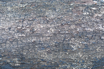 Image showing bark background