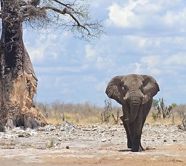 Image showing elephant in Africa