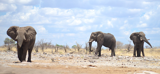 Image showing elephants in Africa