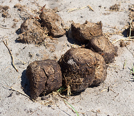 Image showing elephant excrement