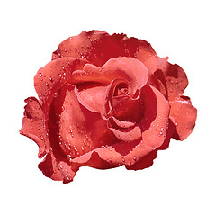 Image showing Red Rose over Green