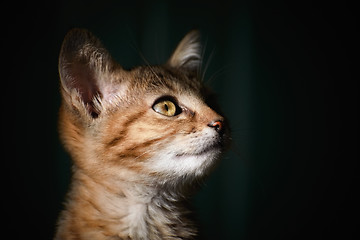 Image showing Portrait of Kitten