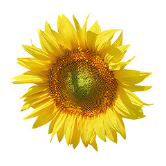 Image showing Sunflower against White