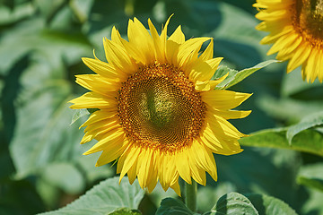 Image showing Sunflower against Green