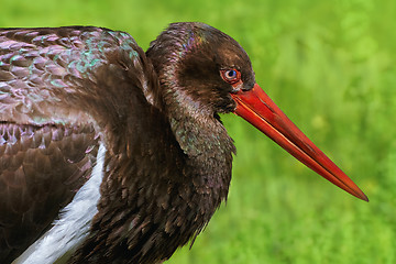 Image showing Portrait of Black Stork