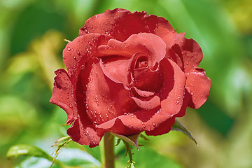 Image showing Red Rose over Green
