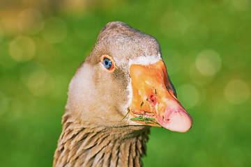 Image showing Portrait of Goose