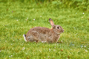 Image showing Brown Hare on Grass