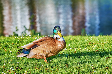 Image showing Drake on Riverside