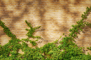 Image showing Green Clambering Plant 