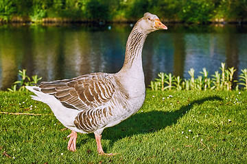 Image showing Walk along the River