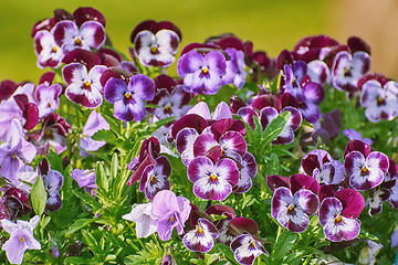 Image showing Garden Pansy Flowers