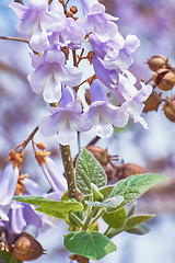 Image showing Paulownia Fortunei Flowers