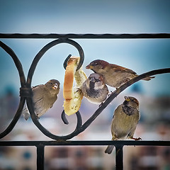 Image showing Sparrows Eating Bread