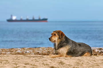 Image showing Dog on the Shore