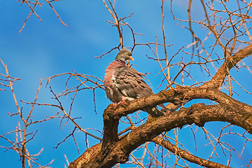 Image showing Common Wood Pigeon