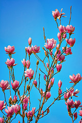 Image showing Magnolia Flowers against the Sky