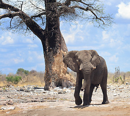 Image showing elephant in Africa