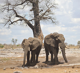 Image showing elephants in Africa