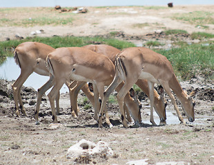 Image showing drinking antelopes