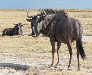 Image showing antelope Gnu