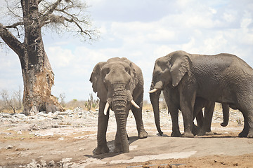 Image showing elephants in Africa