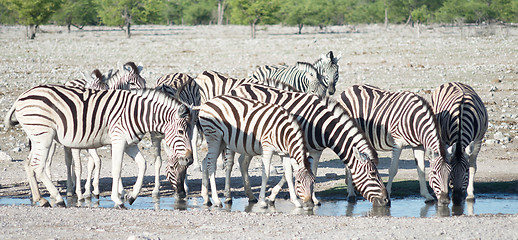 Image showing zebras at a watering hole