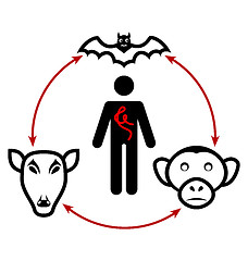 Image showing Ebola virus circulation in nature and the way of transmission to