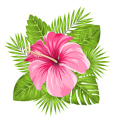 Image showing  Beautiful Pink Hibiscus Flowers Blossom and Tropical Leaves