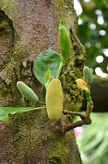 Image showing Little fresh jackfruit on the tree 