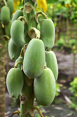 Image showing Green papaya on tree with fruits