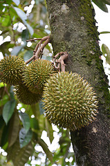 Image showing Fresh durian on tree. Durian tree