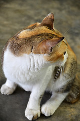 Image showing Adorable street cat with white and brown