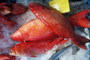 Image showing Blacktip grouper or Red banded grouper