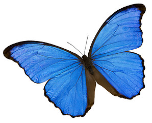 Image showing Blue butterfly